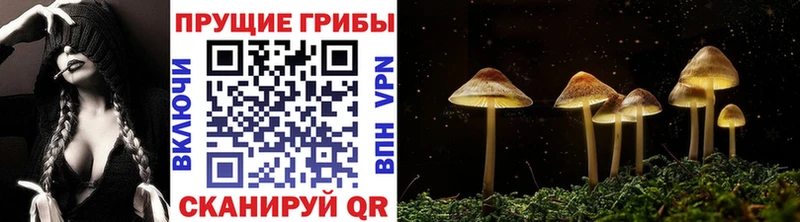 сколько стоит  Усолье-Сибирское  Псилоцибиновые грибы Magic Shrooms 